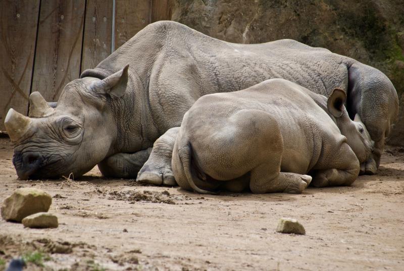 Nashorn