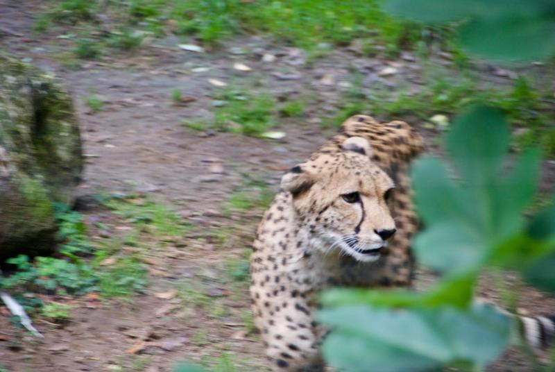 Gepard