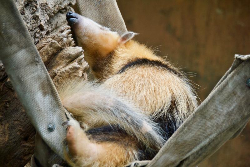 Ameisenbär