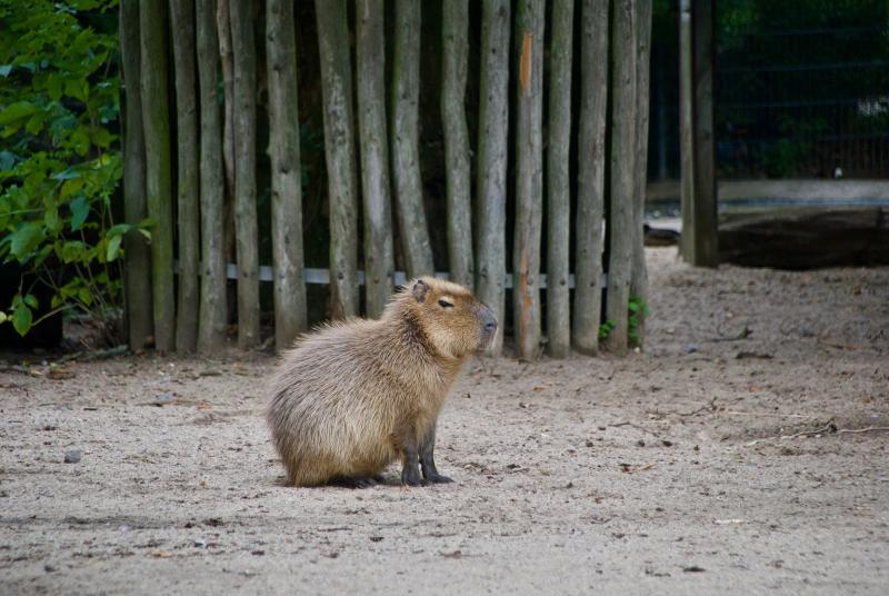 Capybara