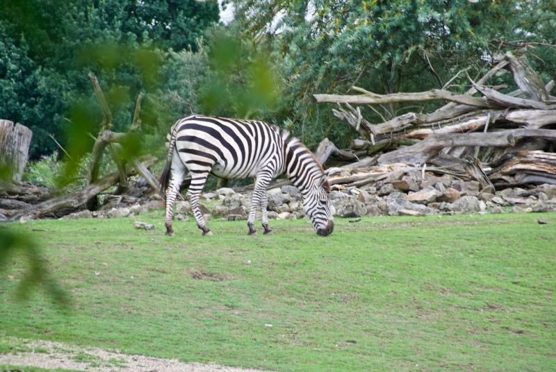 Zebra