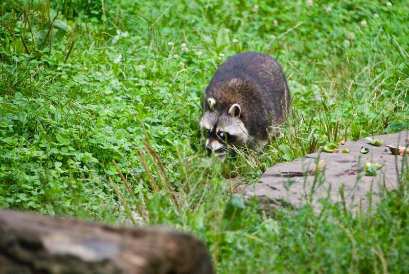 Waschbär
