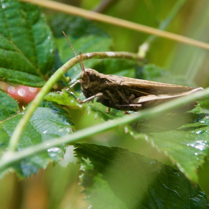 Grashüpfer