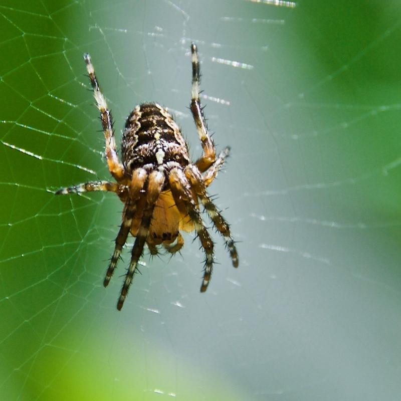 Kreuzspinne