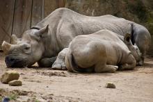 Nashorn