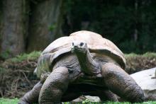 Seychellen-Riesenschildkröte