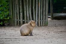Capybara