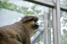 Blaumaulmeerkatze