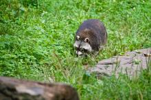 Waschbär
