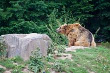 Braunbär