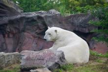 Eisbär