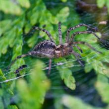 Trichterspinne