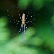 Streckerspinne